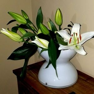 Meet your Posher, Charissa